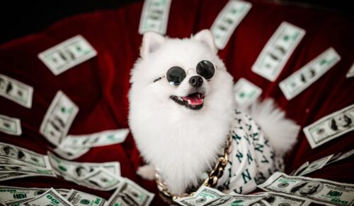 お金に囲まれる、サングラスをしたポメラニアン