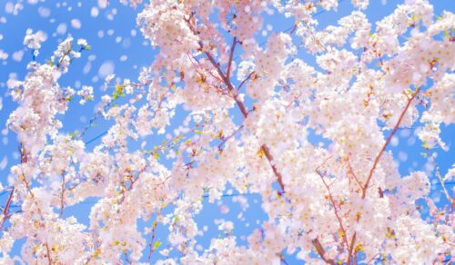 青空と桜