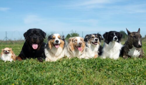 横1列に並ぶ7匹の犬