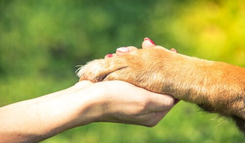 手を取り合う、犬と人