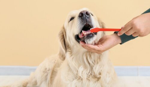 歯磨きされる大型犬