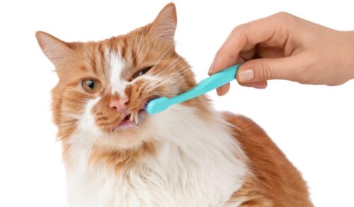 歯磨きされる猫
