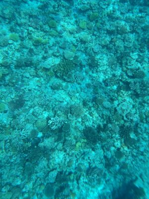 沖縄の海。底にヒトデ