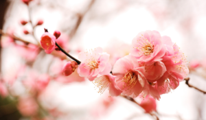ピンクの梅の花